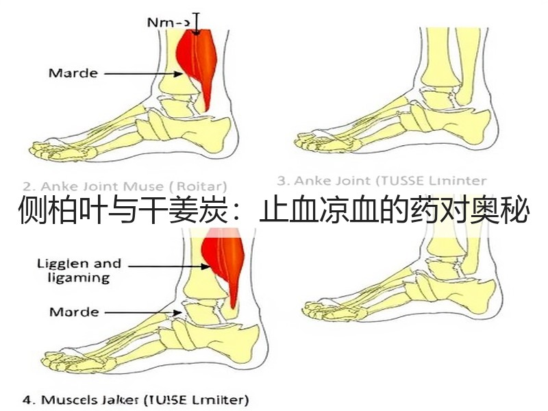 侧柏叶与干姜炭：止血凉血的药对奥秘