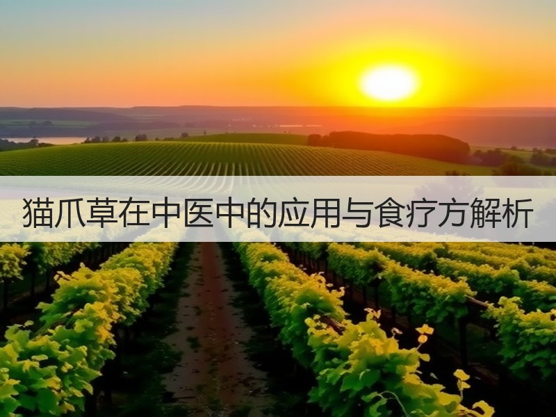猫爪草在中医中的应用与食疗方解析