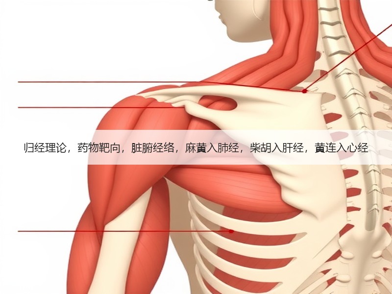 归经理论，药物靶向，脏腑经络，麻黄入肺经