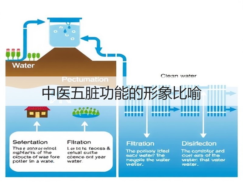 中医五脏功能的形象比喻