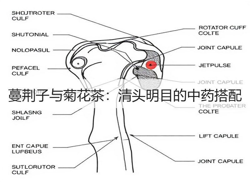 蔓荆子与菊花茶：清头明目的中药搭配